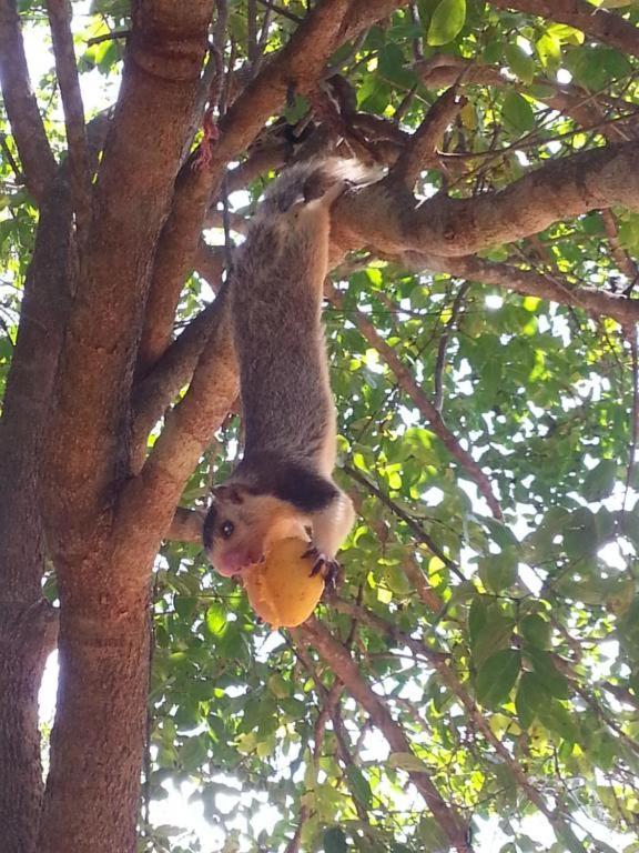 Yala Tree House Safari Hotel Eksteriør billede